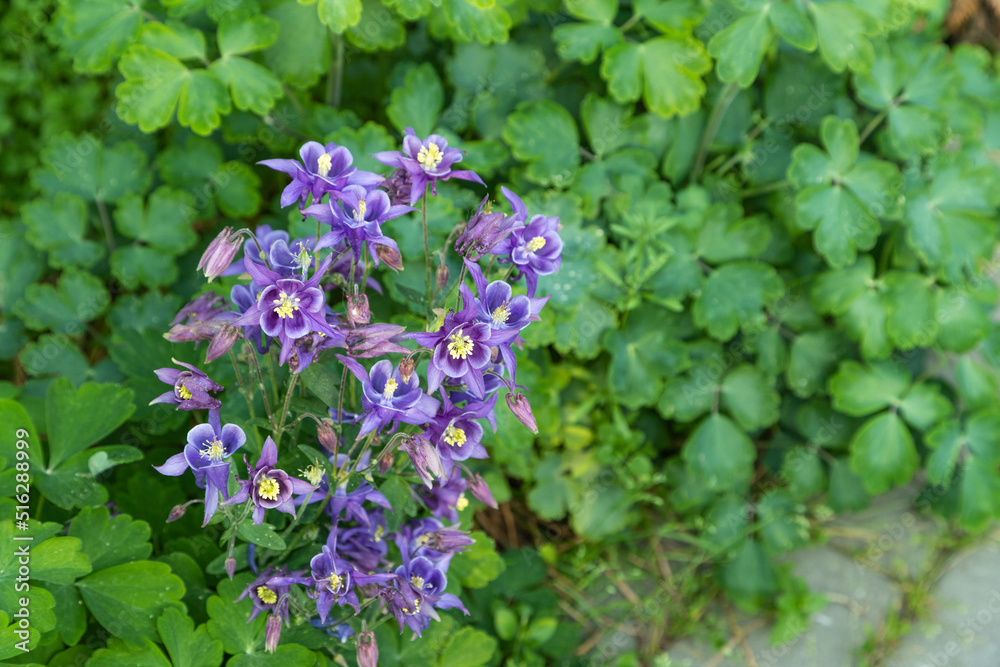 Beautiful columbine or aquilegia blue flowers. close up Beautiful columbine or aquilegia blue flowers. close up