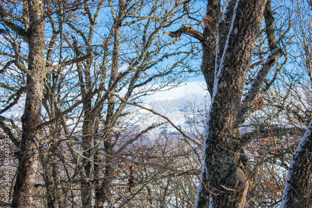 Fototapeta premium snowy forest with leafless trees