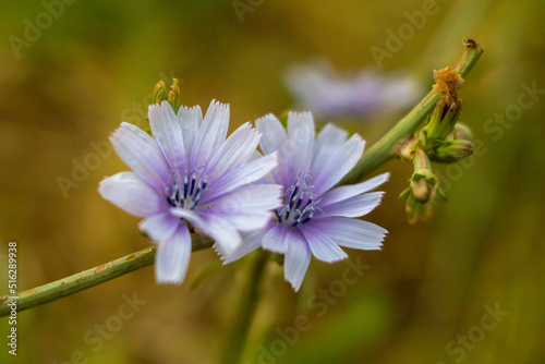 Close up Blue flowers of Cichorium intybus,the most widely seen summer time wild flowers in Italy.Is a woody, herbaceous plant . It lives as a wild plant on roadsides in its native Europe