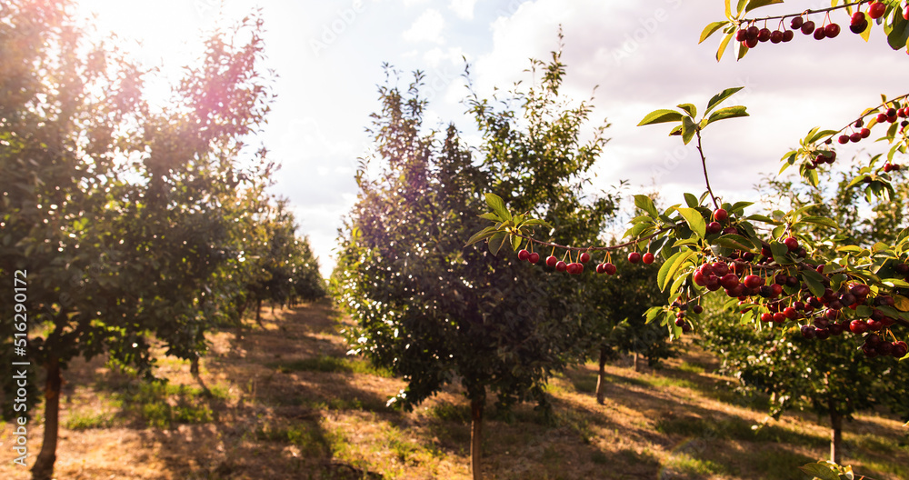 Fototapeta premium Ripe sour cherry trees orchard fields
