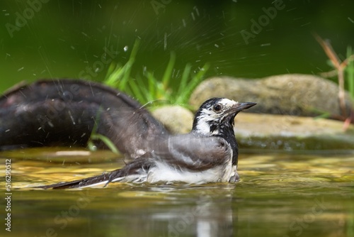  White wagtail bathes in the water of the bird's watering hole. Splashing water. Czechia. 