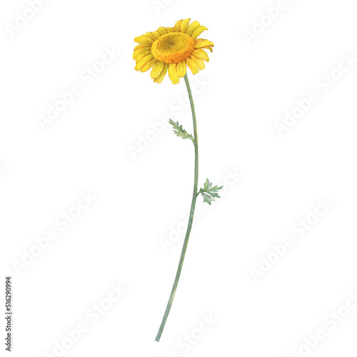 Wallpaper Mural Summer field golden dyer's chamomile flower (cota, Paris daisy, Anthemis tinctoria). Watercolor hand drawn painting illustration, isolated on white background. Torontodigital.ca