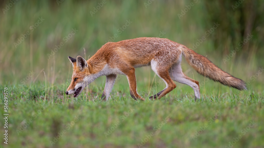 Red fox, vulpes vulpes, smelling on green meadow in summertime nature. Orange mammal sniffing on grass in suumer. Wild predator hunting on pasture.
