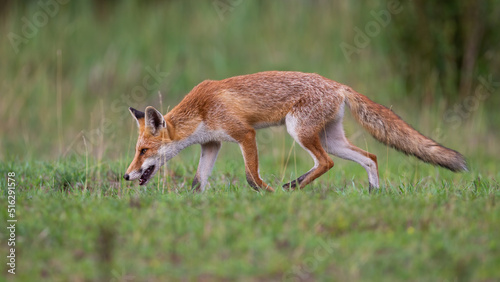 Fototapeta Naklejka Na Ścianę i Meble -  Red fox, vulpes vulpes, smelling on green meadow in summertime nature. Orange mammal sniffing on grass in suumer. Wild predator hunting on pasture.