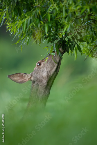 Red deer, cervus elaphus, female feeding from tree in summer in close-up. Portrait of hind eating from branch in vertical shot. Brown mammal grazing in forest.