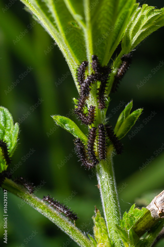 Buck Moth Caterpillars, Hemileuca maia, on a leaf Buck Moth Caterpillars, Hemileuca maia, on a leaf