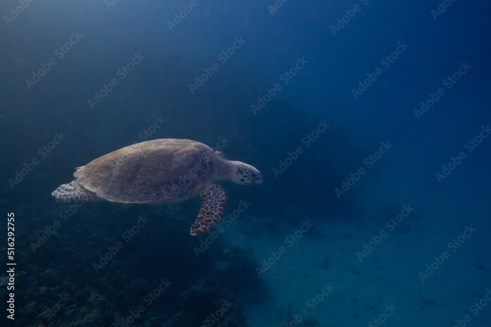 Karettschildkröte - Turtle - Rotes Meer - Ägypten