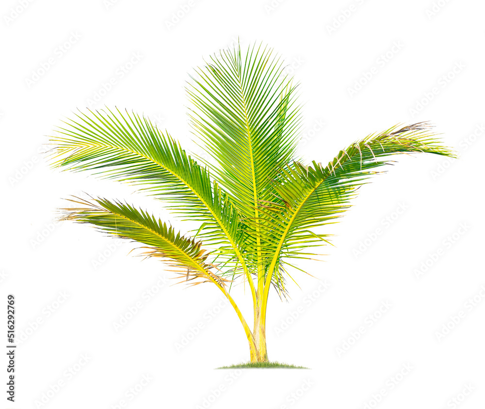 Isolated coconut tree on white background Low-cost coconut trees are the economic crops of Thailand, which the Thai people call coconut perfume. Isolated coconut tree on white background Low-cost coconut trees are the economic crops of Thailand, which the Thai people call coconut perfume.