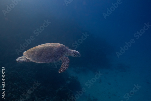 Fototapeta Naklejka Na Ścianę i Meble -  Karettschildkröte - Turtle - Rotes Meer - Ägypten