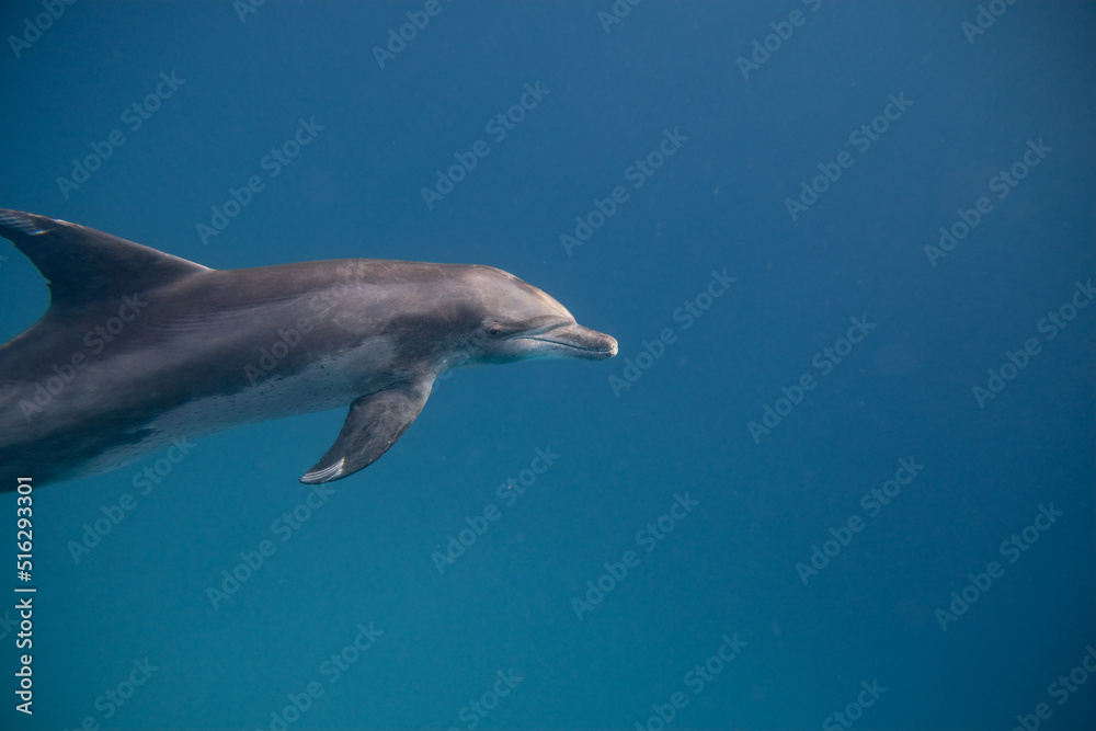 Fototapeta premium Tümmler - Delfin - Rotes Meer - Egypten
