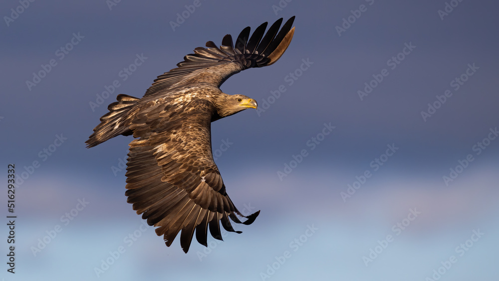 White-tailed eagle, haliaeetus albicilla, in the air in springtime in sunlight. Bird of prey in flight on clouds in spring. Bird feathered animal flying in habitat.