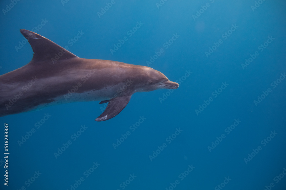 Fototapeta premium Tümmler - Delfin - Rotes Meer - Egypten