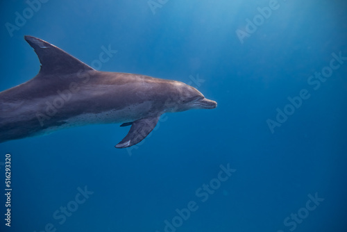 T  mmler - Delfin - Rotes Meer - Egypten