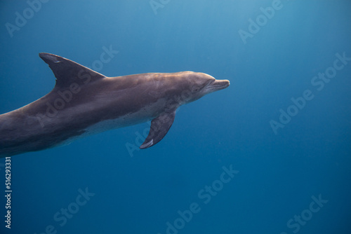 T  mmler - Delfin - Rotes Meer - Egypten