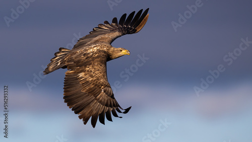 Obraz na płótnie White-tailed eagle, haliaeetus albicilla, in the air in springtime in sunlight. Bird of prey in flight on clouds in spring. Bird feathered animal flying in habitat. w salonie