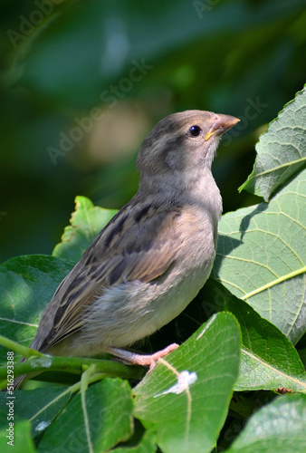 A sparrow sits on a bird cherry branch on a summer day