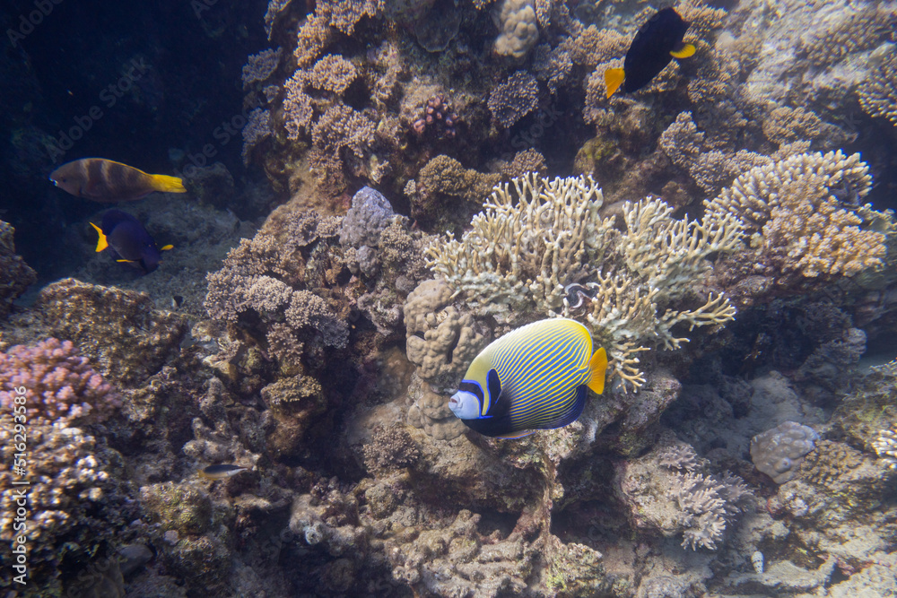 Fototapeta premium Imperator Kaiserfisch - Rotes Meer - Ägypten