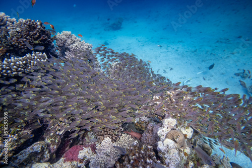 Fototapeta Naklejka Na Ścianę i Meble -  Korallenfische - rotes Meer - Ägypten