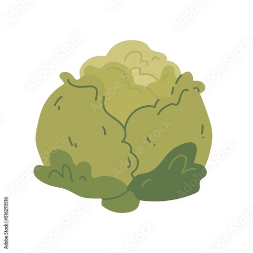 Cabbage flat vector illustration isolated on white background