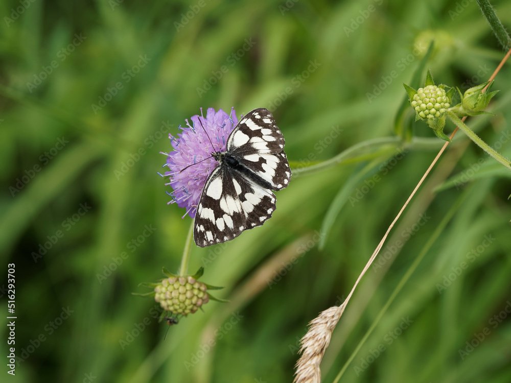 Melanargia galathea - Papillon demi-deuil posé ailes ouvertes se régalant du nectar d'une fleur de scabieuse (Scabiosa columbaria) Melanargia galathea - Papillon demi-deuil posé ailes ouvertes se régalant du nectar d'une fleur de scabieuse (Scabiosa columbaria)