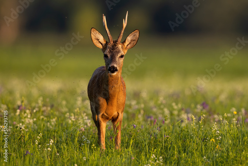 Roe deer, capreolus capreolus, looking to the camera on meadow in summer. Roebuck standing on wildflowers form front. Antlered mammal watching on green pasture.