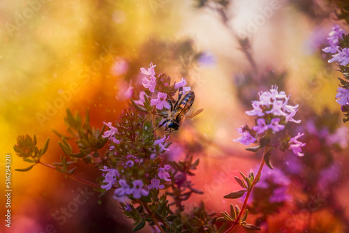 Bee on colorful spring flowers