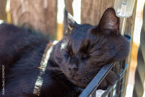An Italian black cat with sleeping eyes lay on the garden ,Italian cat.European kittens.Animal lover
