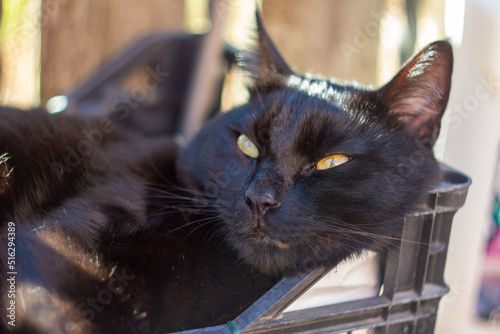 An Italian black cat with sleeping eyes lay on the garden ,Italian cat.European kittens.Animal lover