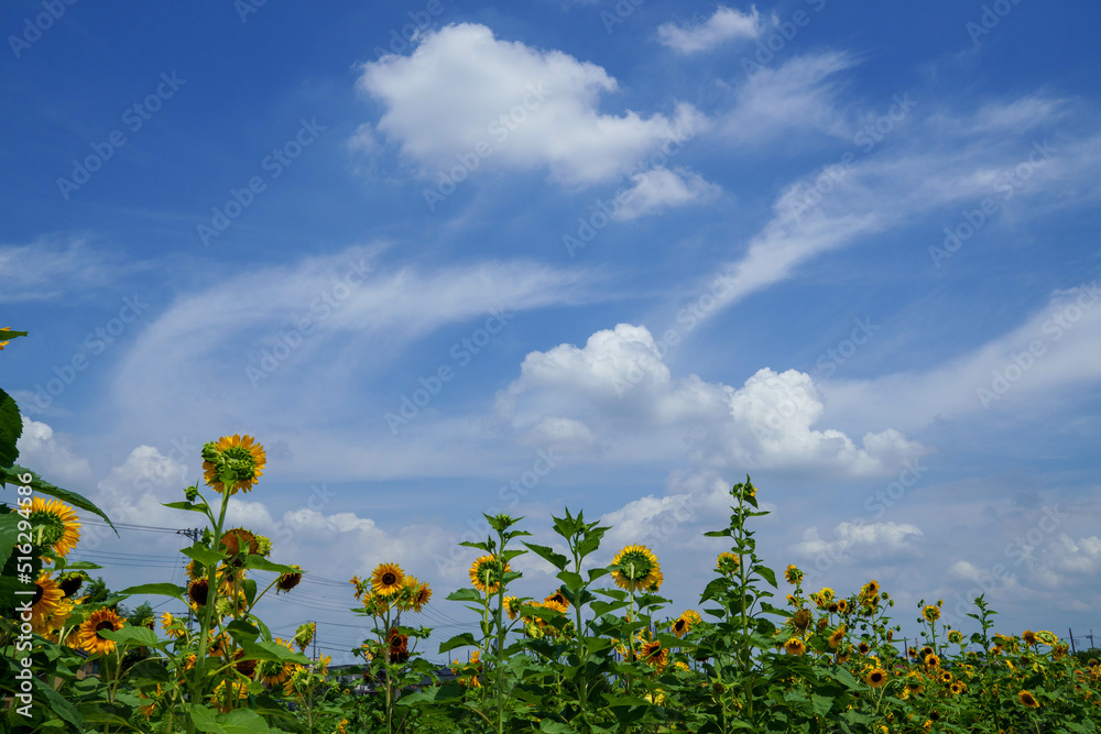 夏の空とひまわり