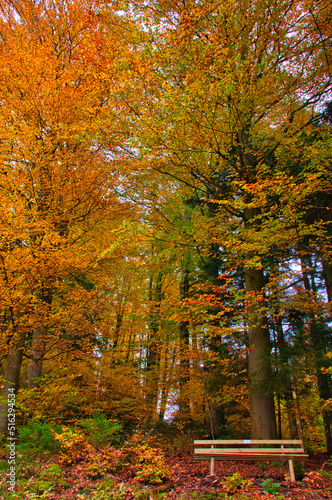 Autumn in the Black Forest, Germany