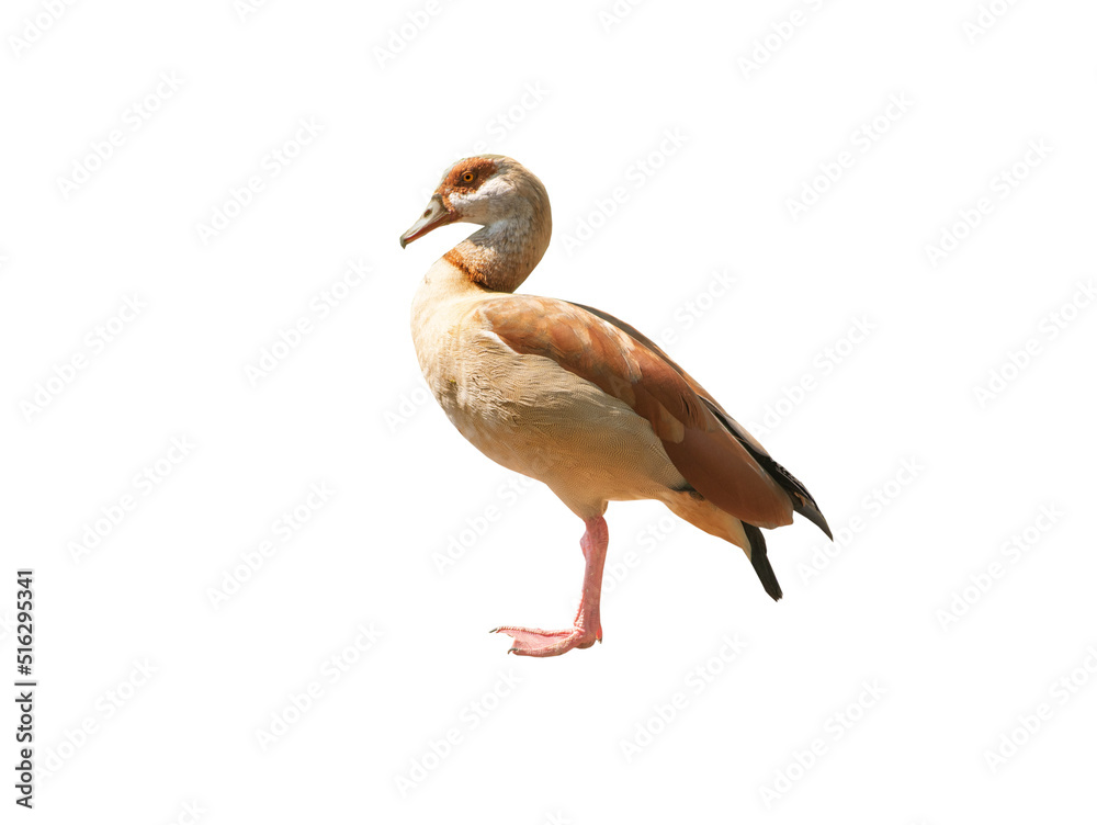 egyptian goose isolated on white background egyptian goose isolated on white background
