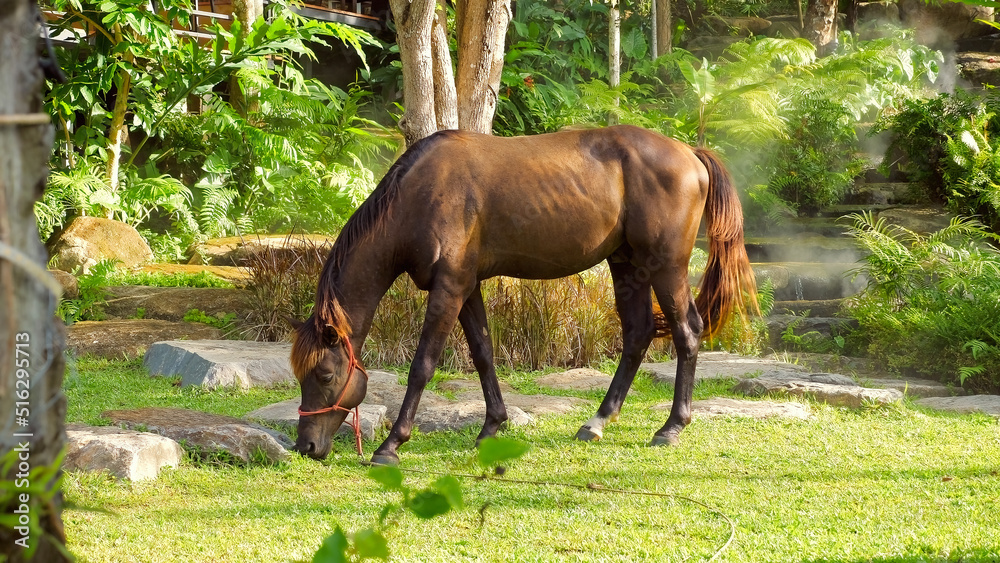 Cinematic fairytale scene with brown horse walking on green grass meadow in the rays of sun, fog and tropical trees on background. Horses feeding off grass at pasture in summer day. Countryside farm