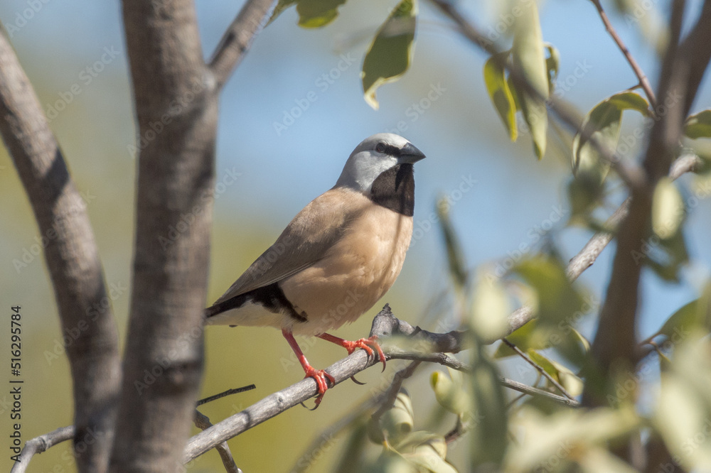 Black-throated Finch in Queensland Australia Black-throated Finch in Queensland Australia