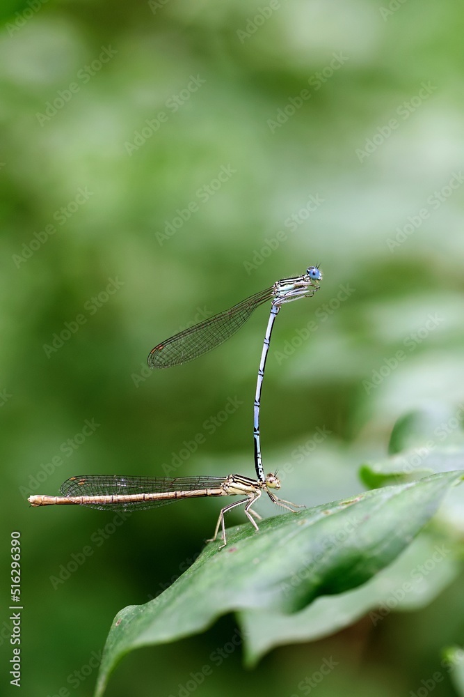 Reproduction accouplement libellule - nature faune milieu humide Reproduction accouplement libellule - nature faune milieu humide