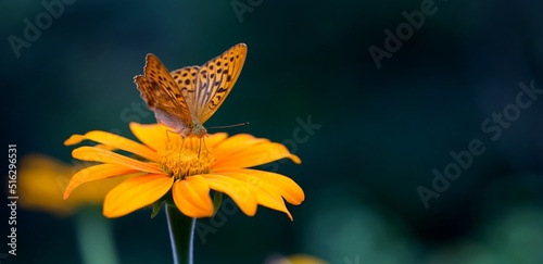 Papillon orange sur une fleur assortie - nature biodiversité flore macro photo