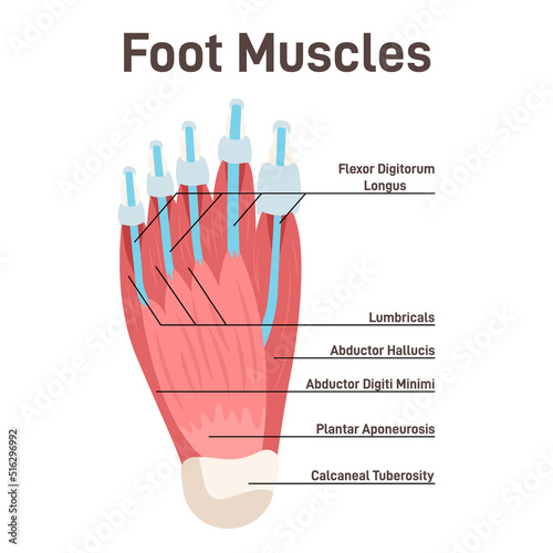 Foot muscles and tendons. Anatomy of leg and foot, human