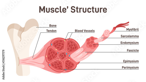 Skeletal muscle structure. Didactic scheme of anatomy of human