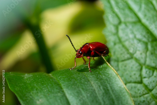 The scarlet lily beetle, red lily beetle or lily leaf beetle, Lilioceris merdigera, close up, macro photography