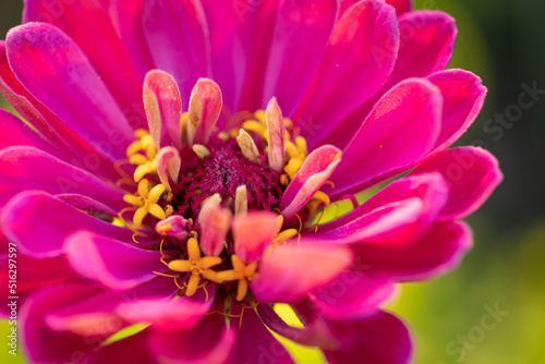 Macro pink zinnia