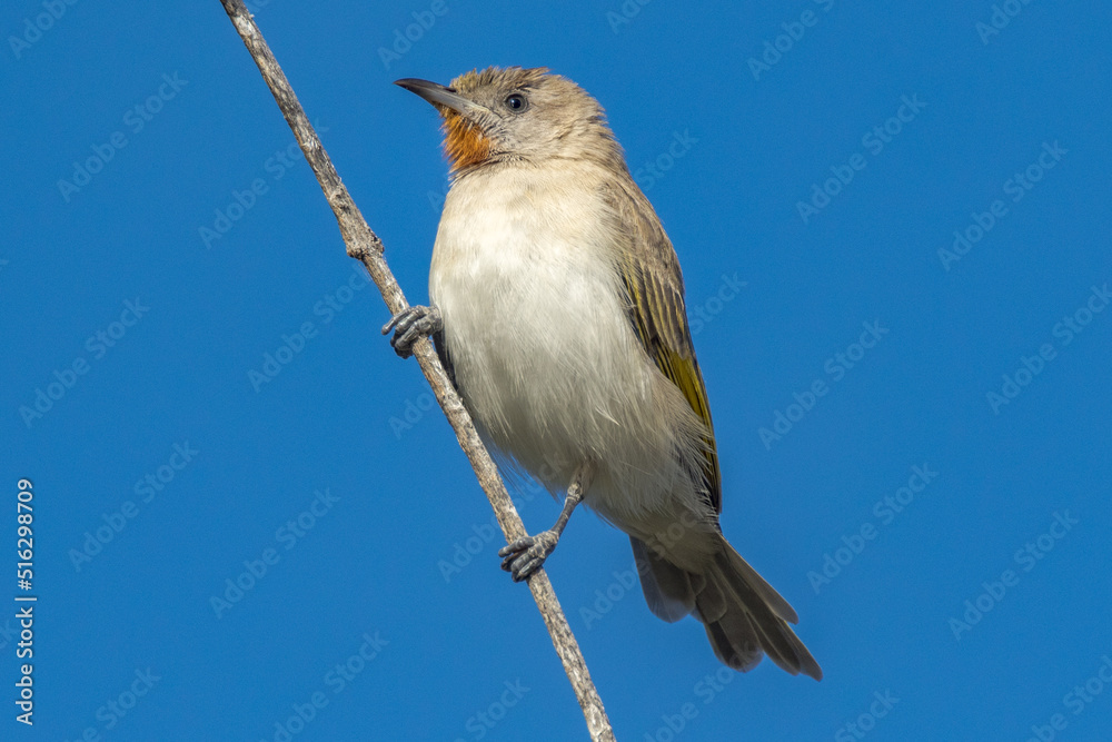 Rufous-throated Honeyeater in Queensland Australia Rufous-throated Honeyeater in Queensland Australia
