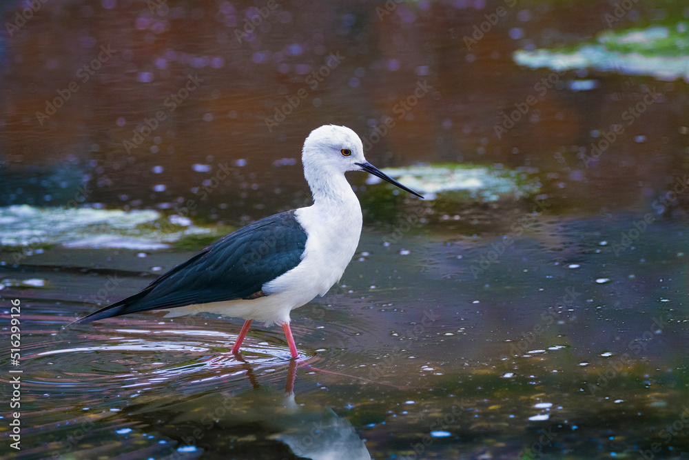 close up of a stilt bird standing in a pond lake