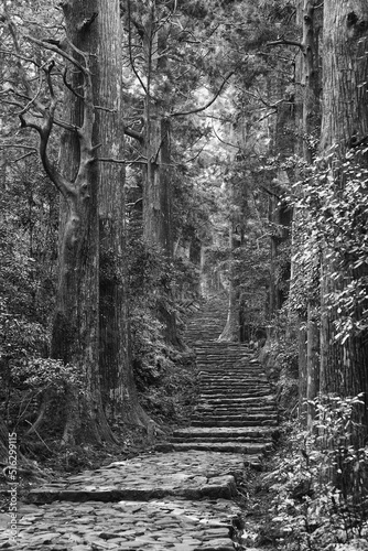 "Kumano Kodo" trail (Old pilgrimage road in Kumano district of Japan)