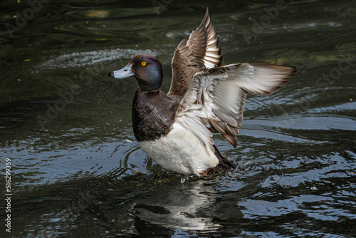 tufted duck flapping wings on pond with reflection	 photo