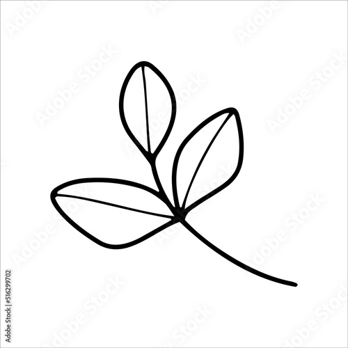 Hand drawn eucalyptus branch. Botanical design elements for invitations, greeting cards, menu, web. Floral line art.