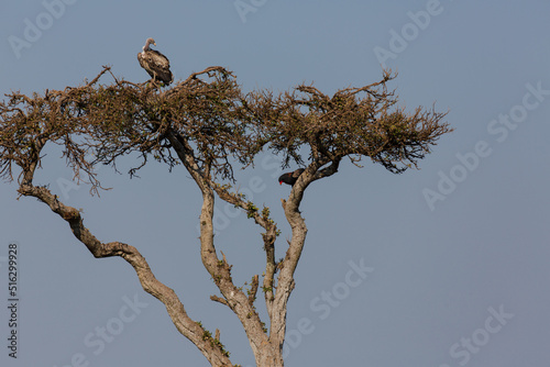 Vulture on the top of the tee with branches. Masai Mara national park. Kenya