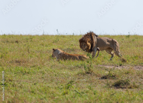 Lion and lioness on the grass during the mating season. Masai Mara national park. Kenya