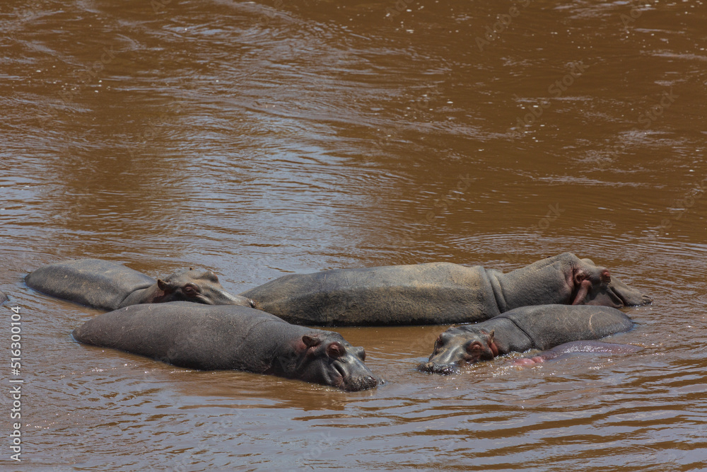 Fototapeta premium A group of hippos lying in the water. Masai Mara national park. Kenya