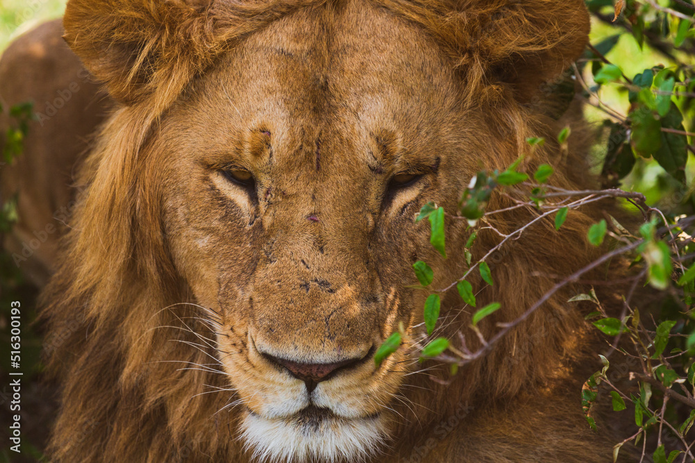 Naklejka premium Closeup portrait of lion (full face). Masai Mara national park, Kenya