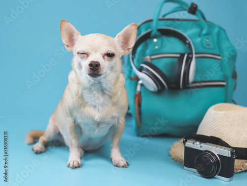 cute brown short hair chihuahua dog  sitting  on blue background with travel accessories, camera, backpack, headphones and straw hat. winking his eye. travelling  with animal concept. © Phuttharak