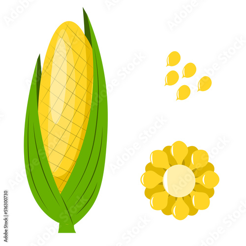 Corn set isolated on white background. Kernels and sliced cobs. Package design element with clipping path
